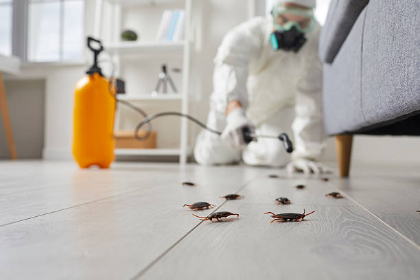 Post-Treatment Bed Bug Interceptor Monitoring in Comfort